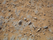 Maur-284