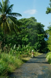 Dominique-29 Dominique-29