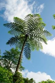 Dominique-33 Dominique-33