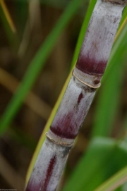 Dominique-36 Dominique-36