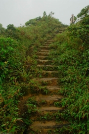 Dominique-41 Dominique-41