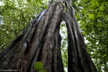 Bali-Foretprimaire-11