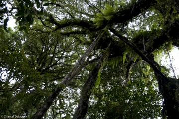 Bali-Foretprimaire-12