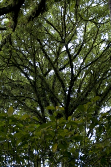 Bali-Foretprimaire-13