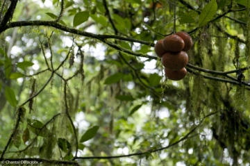 Bali-Foretprimaire-15