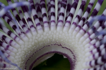 Bali-Foretprimaire-17