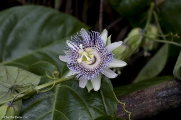 Bali-Foretprimaire-20