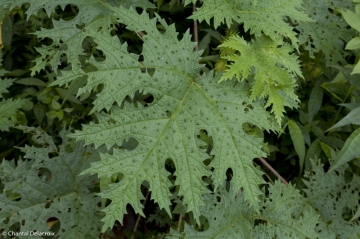 Bali-Foretprimaire-21