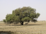Maur-197