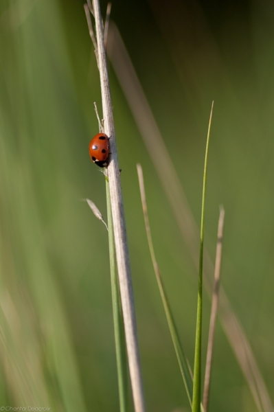 CD_110724_106 CD_110724_106