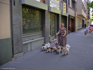Femme aux chiens dans le 12ème