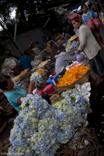 Bali-Marche-14