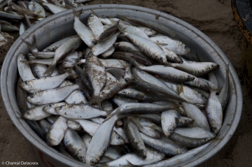 Bali-Marcheaupoisson-15