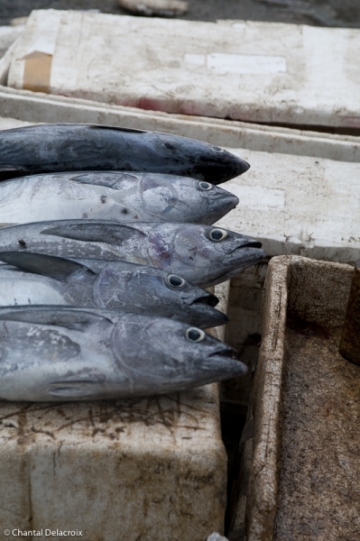 Bali-Marcheaupoisson-22