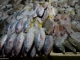 Bali-Marcheaupoisson-25 Bali-Marcheaupoisson-25