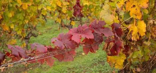 Vigne rouge
