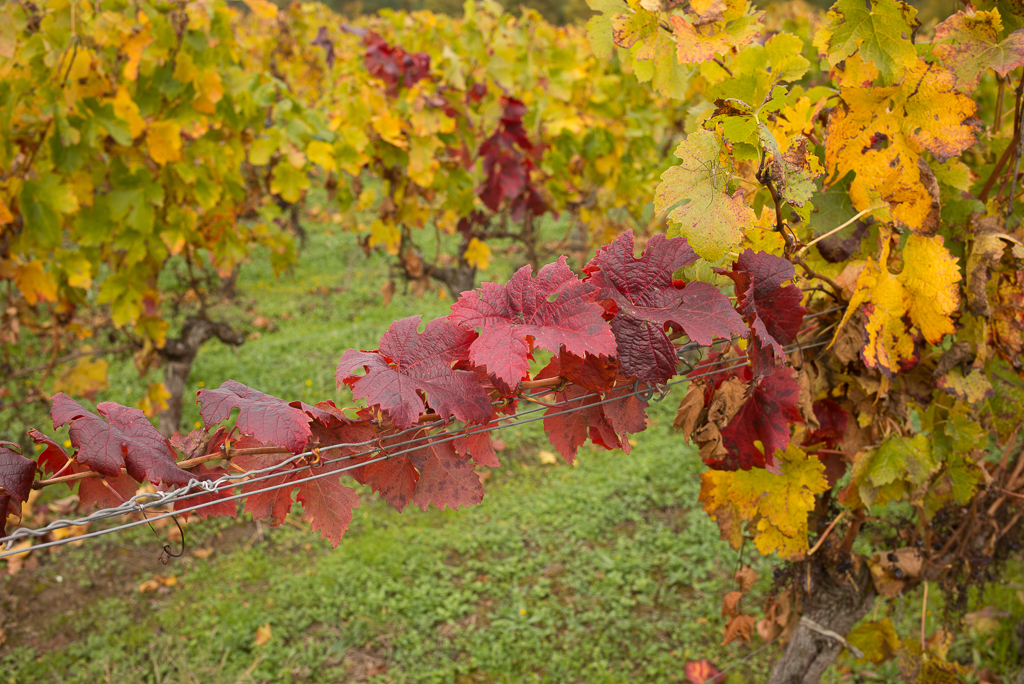 Vigne rouge